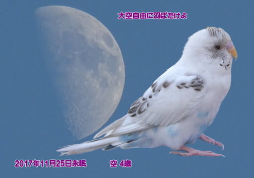 171125tosano-kuu-tyan01.jpg