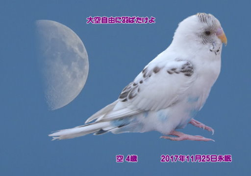 171125tosano-kuu-tyan03.jpg
